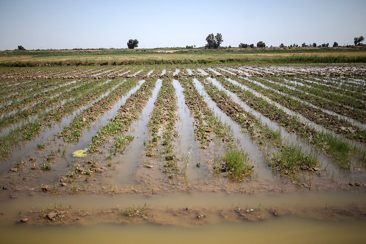 خسارت به ۳۹ هزار هکتار زمین کشاورزی در آذربایجان‌غربی