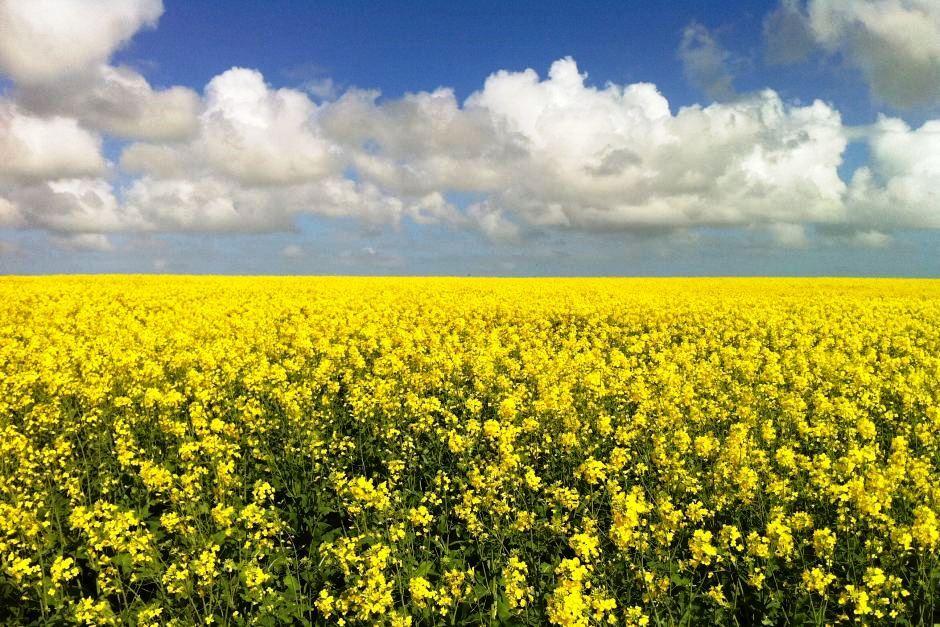 پیش بینی خرید تضمینی ۲۵۰ هزار تن گندم در استان قزوین 