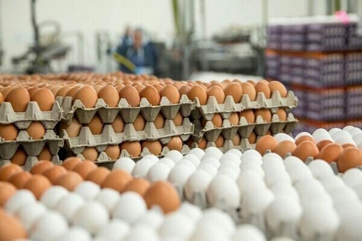 کاهش قیمت تخم مرغ در بازار های میوه و تره بار