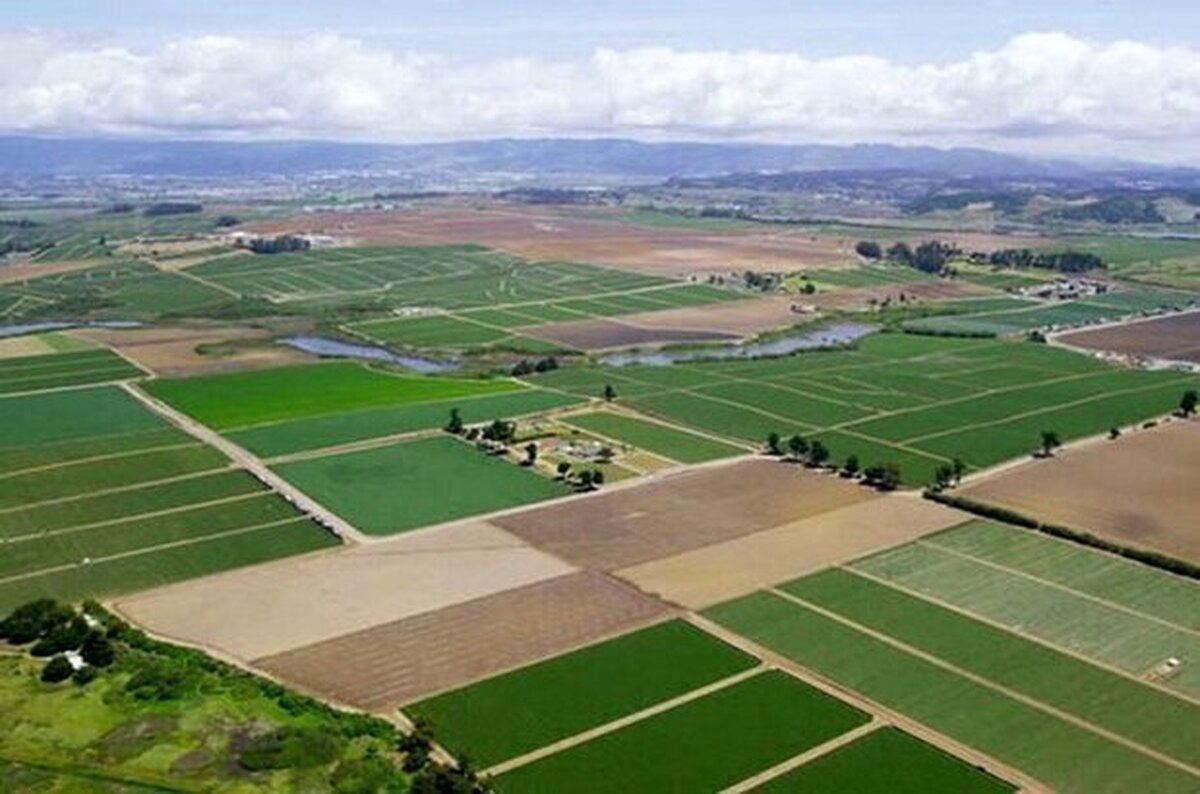 افلاطونی: زمین‌های مرغوب کشاورزی نباید به طرح هادی روستایی اختصاص یابد