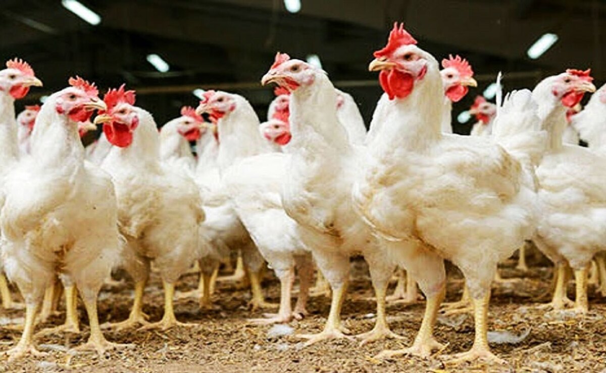 افزایش ضریب امنیت غذایی ایرانیان با خودکفایی در تولید لاین مرغ آمین 