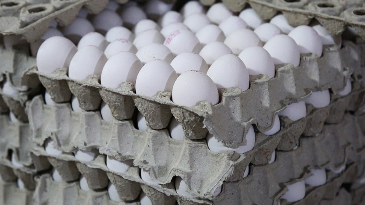 تخم مرغ را گران‌تر از شانه ای 65 هزار تومان نخرید