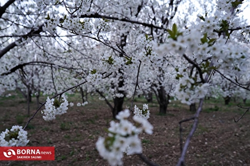 شکوفه های بهاری پارک ملی ساریگل
