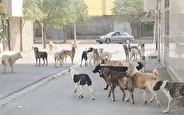 واکسبنه ۱۳ هزار سگ صاحب‌دار در کهگیلویه و بویر احمد