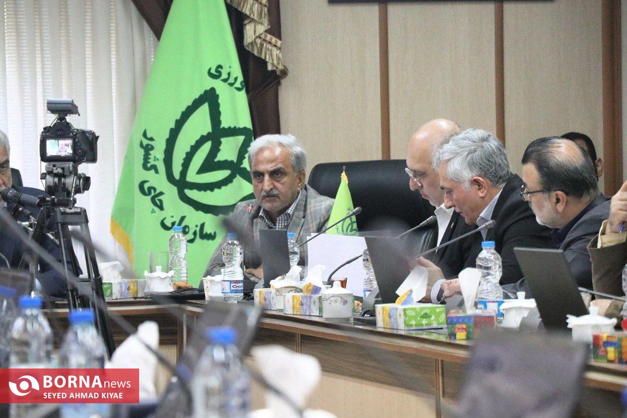 استاندار گیلان: ورود هرگونه چای سنواتی به بازار مصرف ممنوع است