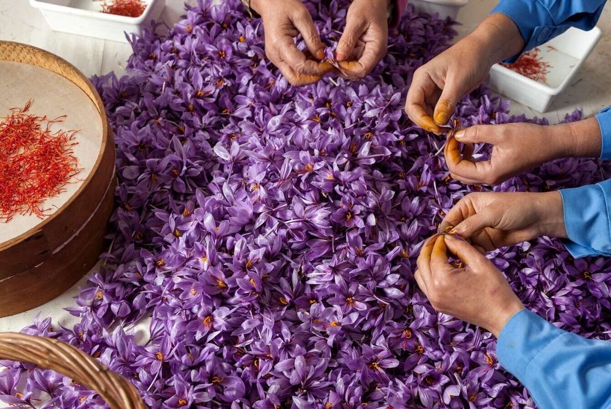 سال گذشته افغانستان ۴۰ تن زعفران خریداری از ایران را در بازار‌های کشورمان فروخت