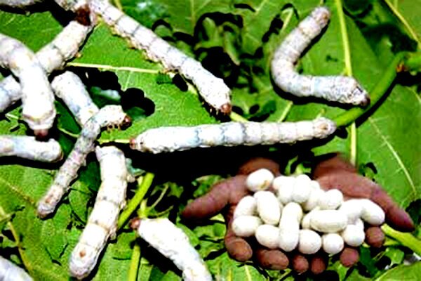 سه جعبه تخم نوغان در بین نوغانداران استان قزوین توزیع شد