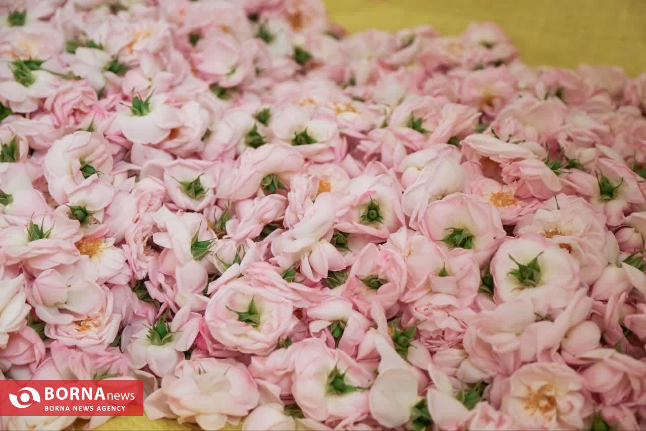 موسم گل و گلاب در روستای گیلده شفت