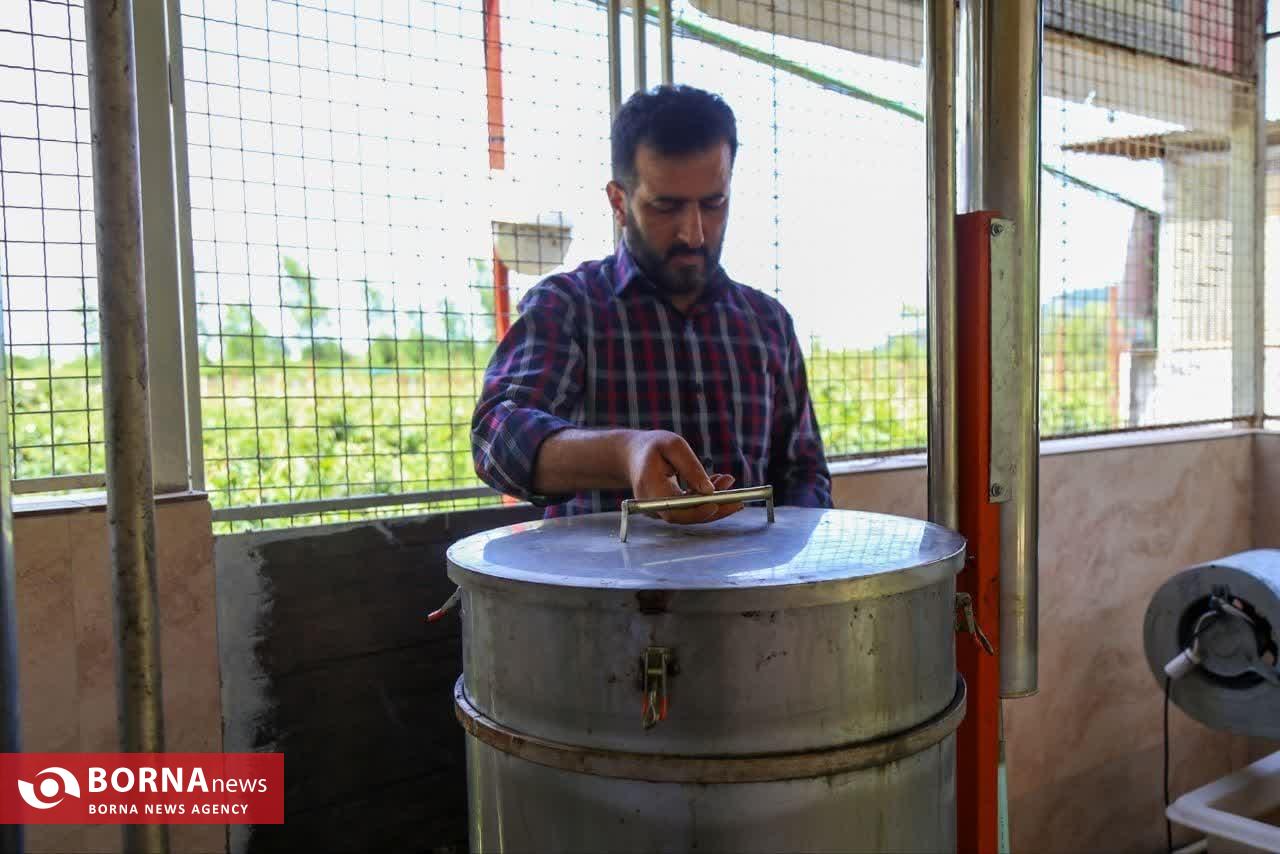 موسم گل و گلاب در روستای گیلده شفت