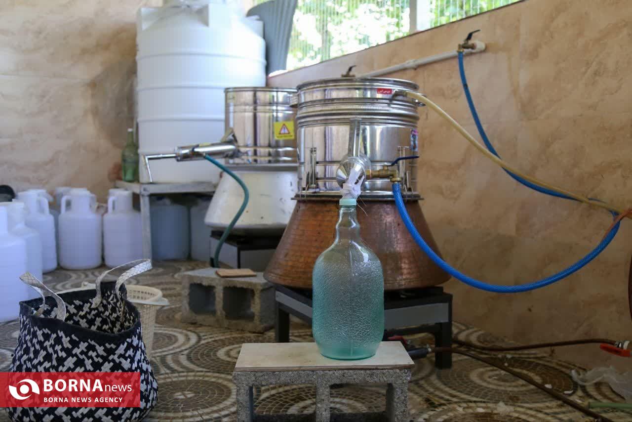 موسم گل و گلاب در روستای گیلده شفت