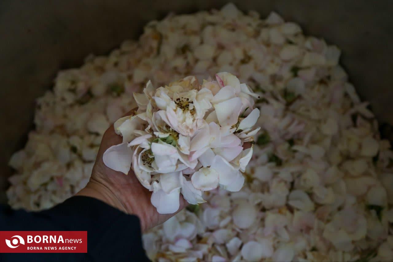 موسم گل و گلاب در روستای گیلده شفت