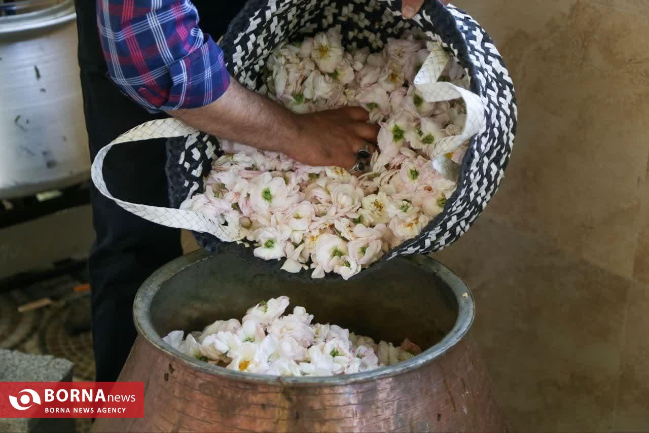 موسم گل و گلاب در روستای گیلده شفت