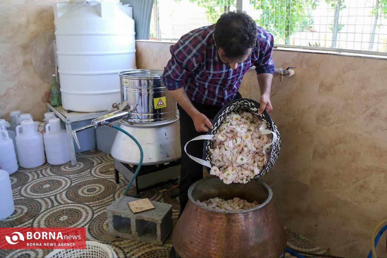 موسم گل و گلاب در روستای گیلده شفت