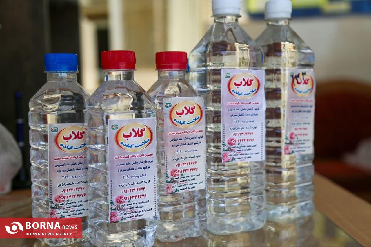 موسم گل و گلاب در روستای گیلده شفت