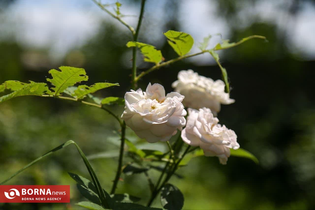 موسم گل و گلاب در روستای گیلده شفت