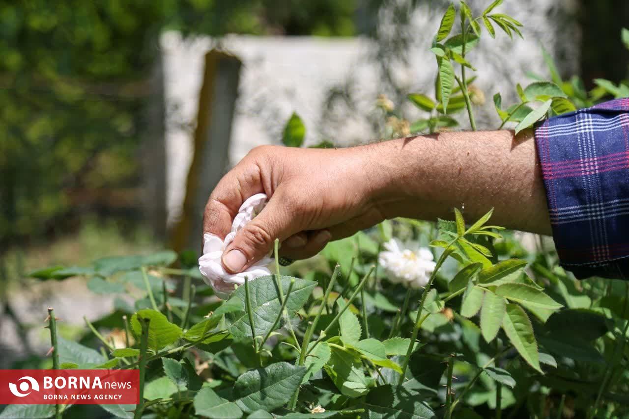 موسم گل و گلاب در روستای گیلده شفت