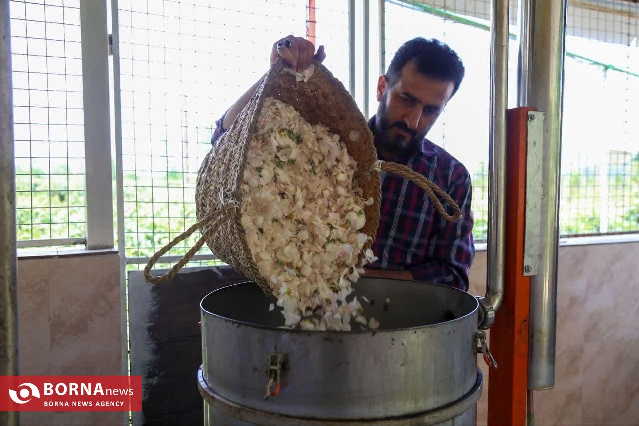 موسم گل و گلاب در روستای گیلده شفت