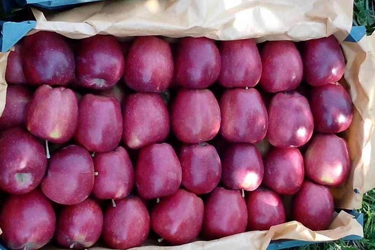 رتبه چهارم ایران در تولید سیب دنیا و صادرات یک میلیون تنی به بیش از 10 کشور