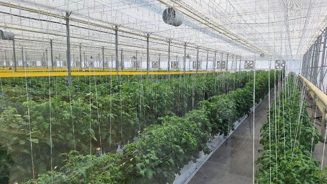 بزرگترین مجتمع تحقیقاتی گلخانه ای اصلاح و تولید بذرهای هیبرید دانش بنیان در استان قزوین به بهره برداری رسید