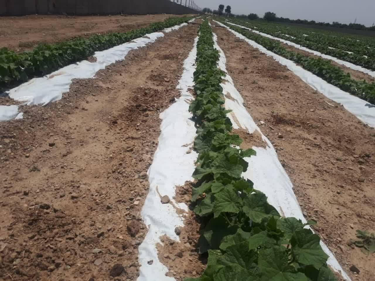 ۹۸.۵ درصد بذرهای کشاورزی در داخل کشور تولید می شود