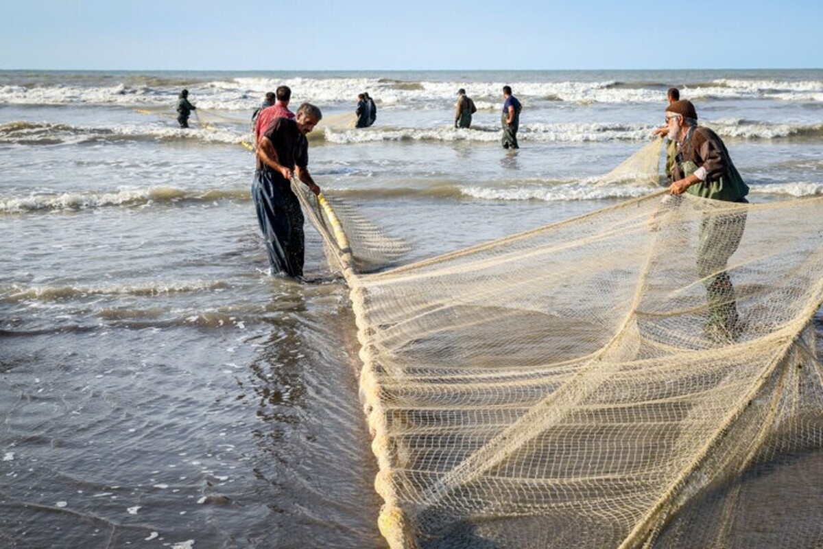 تکثیر سالانه ۱۰ میلیون قطعه ماهی گرم‌آبی در آذربایجان‌ غربی