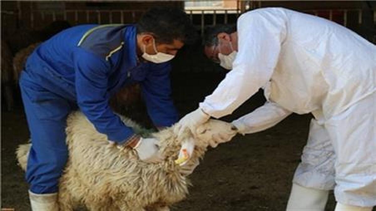 راه‌اندازی ۱۱ ایستگاه عرضه دام زنده در اصفهان به مناسبت عید سعید قربان