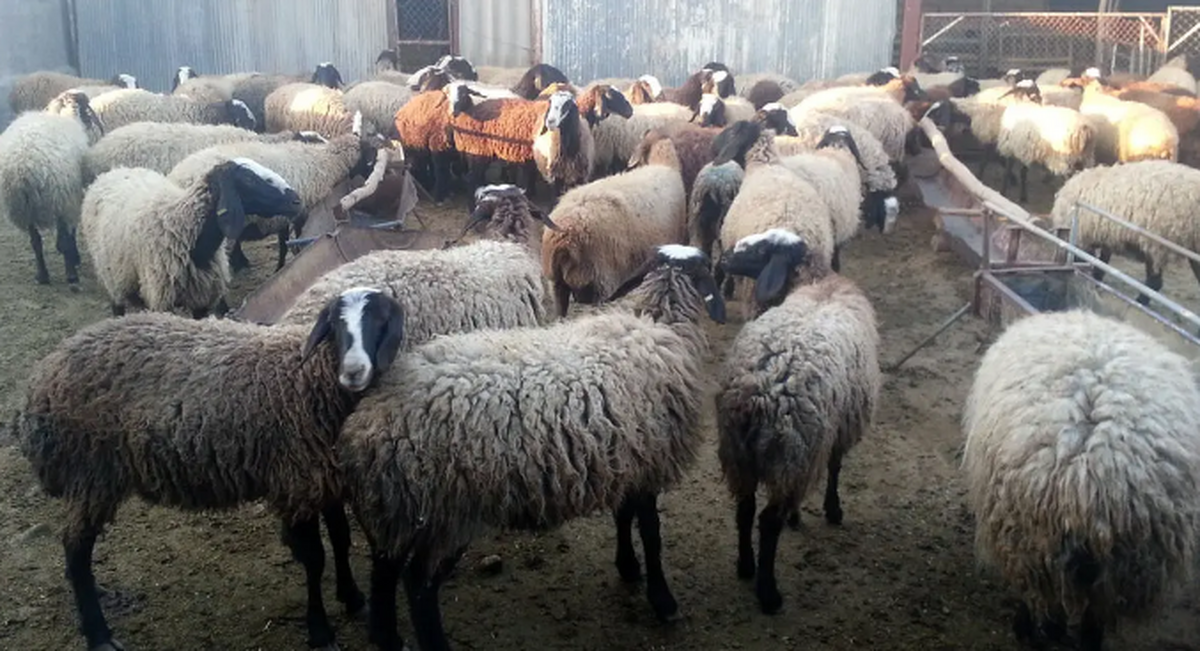 قیمت انواع گوشت گوسفند در آستانه عید قربان اعلام شد