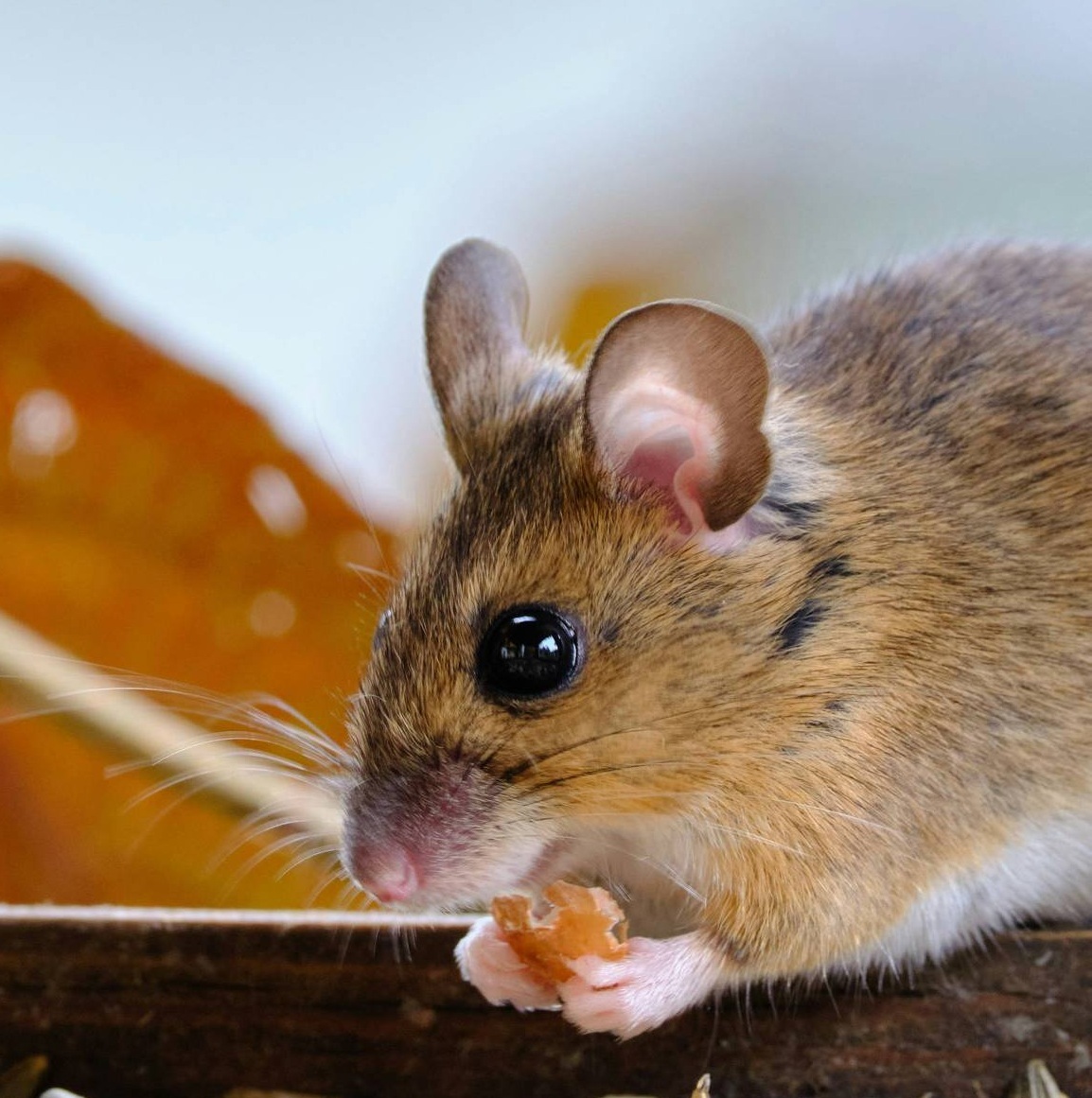 درمان سرطان ریه را در موشها درمان سرطان ریه را در موشها