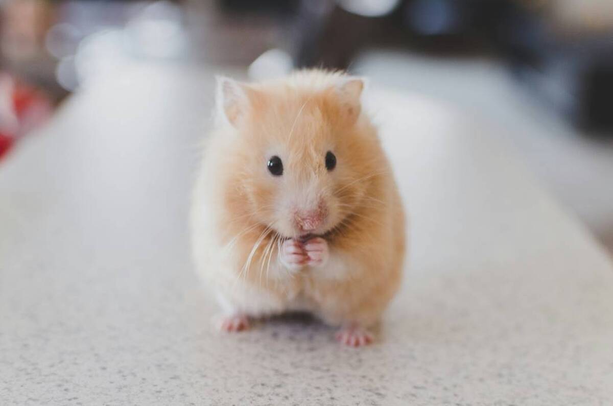 درمان سرطان ریه در موش‌ها