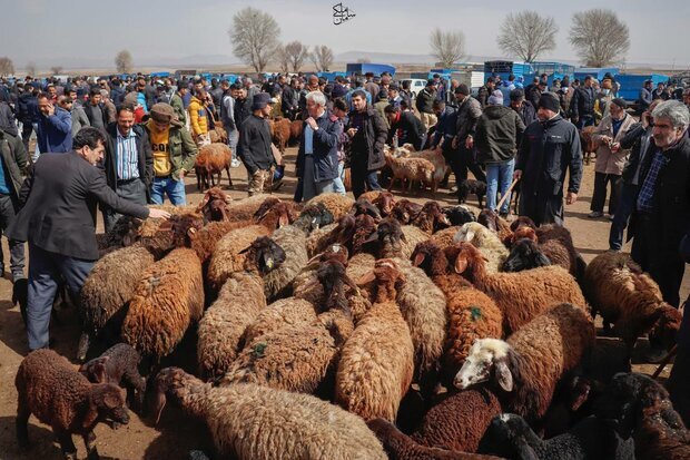 آدرس جایگاه‌های ثابت و موقت عرضه و کشتار بهداشتی دام+ جدول