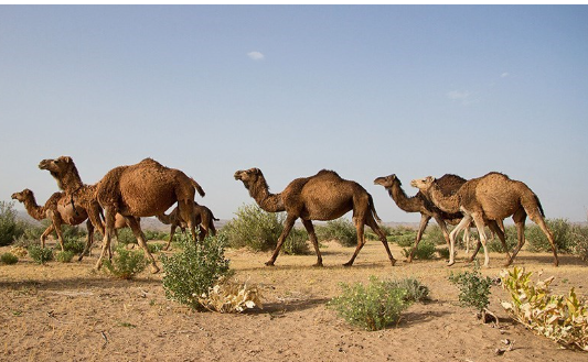 هیچ پروژه عمرانی در استان قزوین بدون تایید محیط زیست افتتاح نخواهد شد