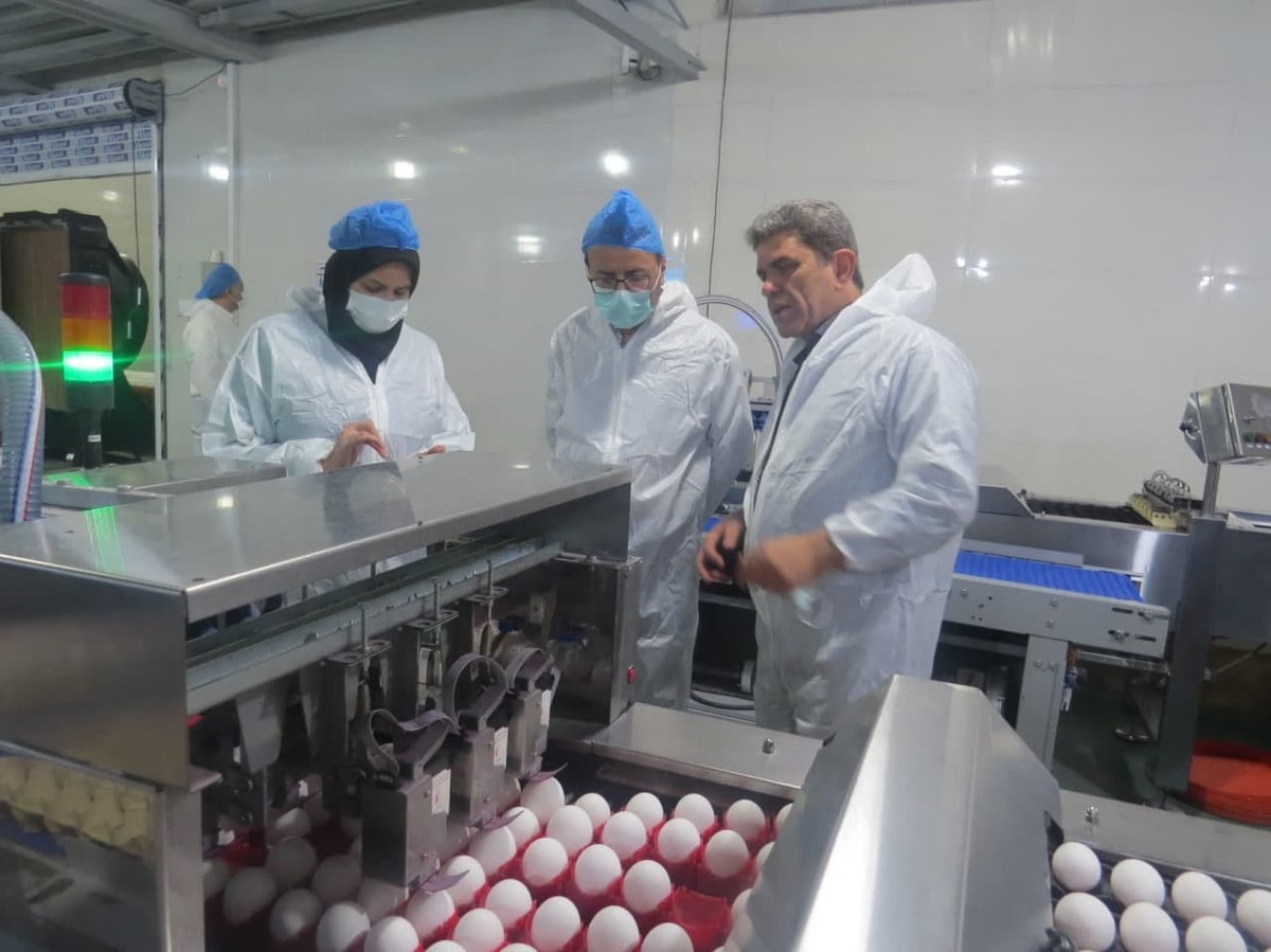 یک‌کارخانه در البرز روزانه ۱۹ تن تخم مرغ تولید می کند 