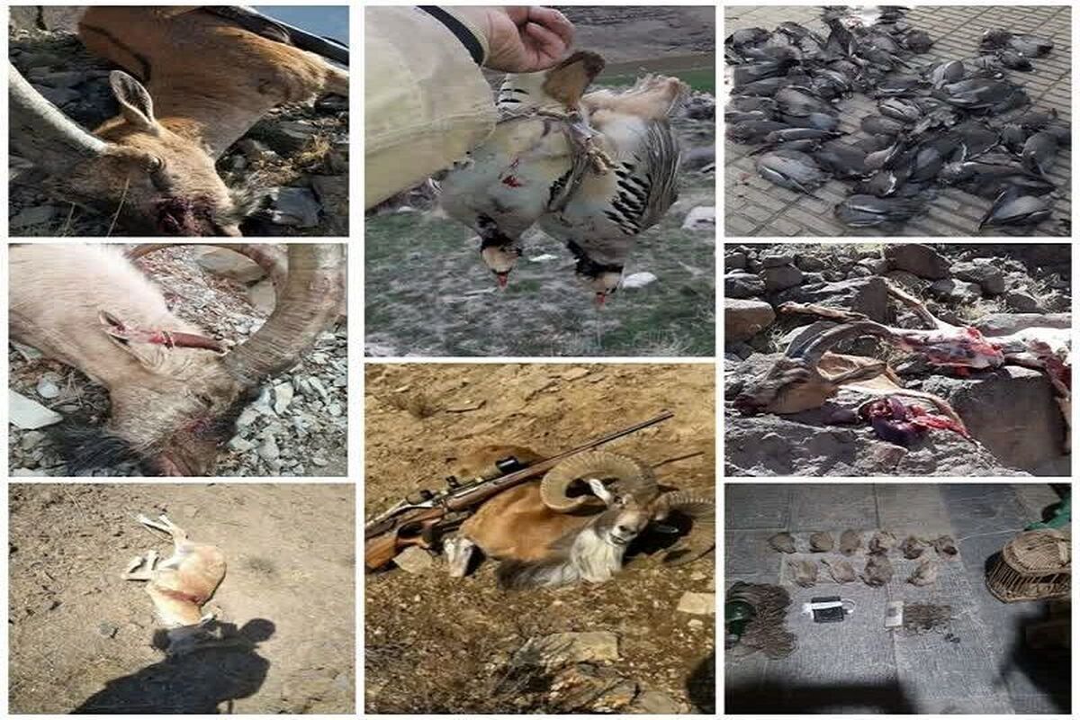 تصاویر شکار، اعضای یک شبکه شکارچیان غیرمجاز را در کرمانشاه لو داد