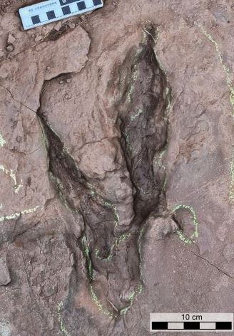 ردپای غول پیکر پرنده ژوراسیک کشف شد