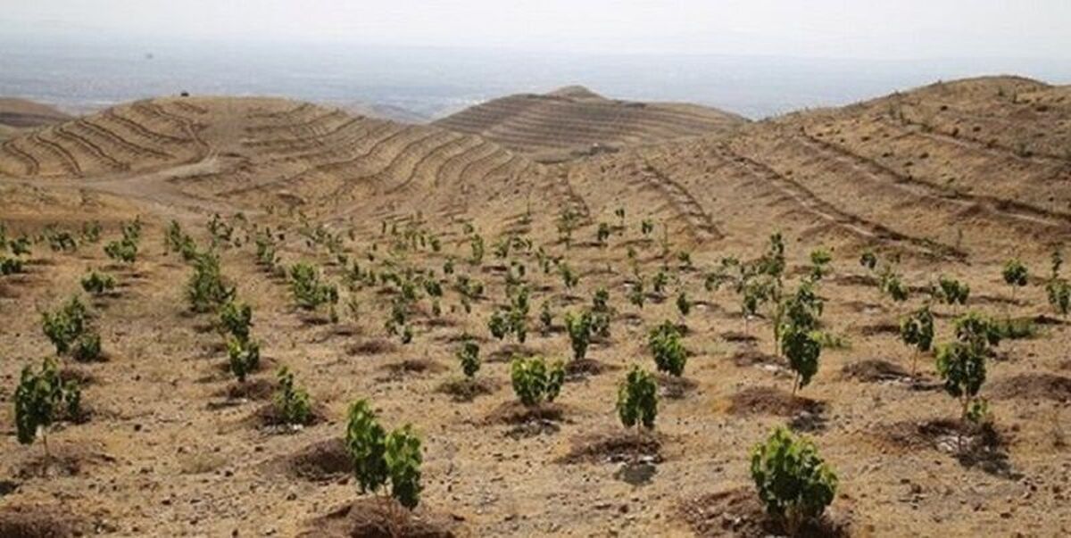 دولت سیزدهم طرح محوری کاشت یک میلیارد درخت را کلید زد