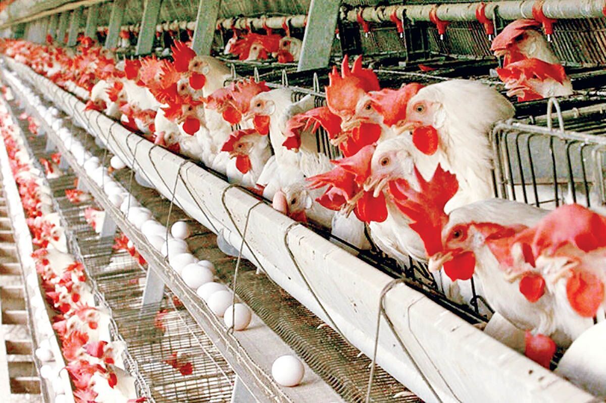 پیش بینی ماهیانه ۱۰ هزار تن صادرات مرغ