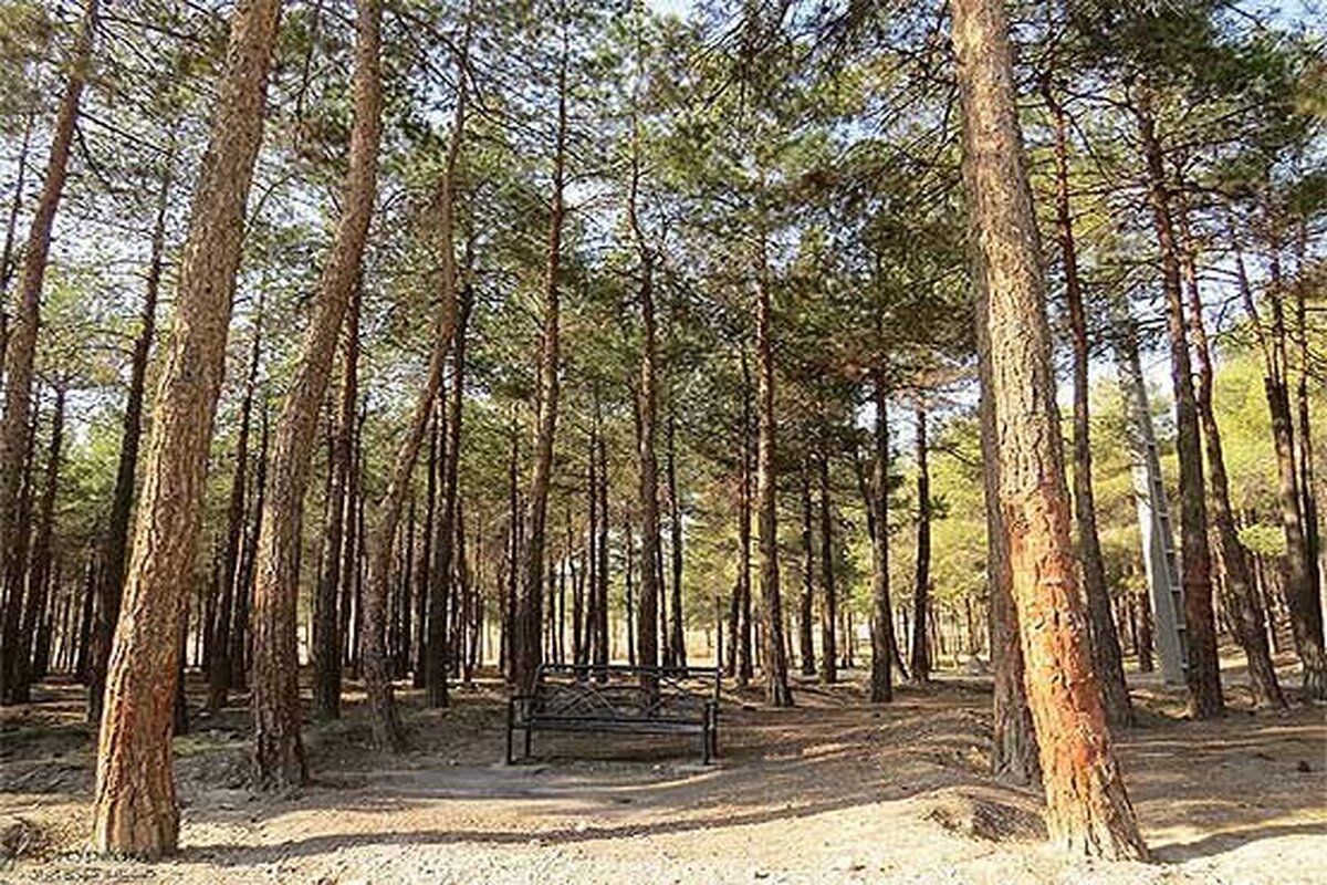 کاشت هزار درخت به جای ۸۰۰ درخت خشک شده در پارک چیتگر