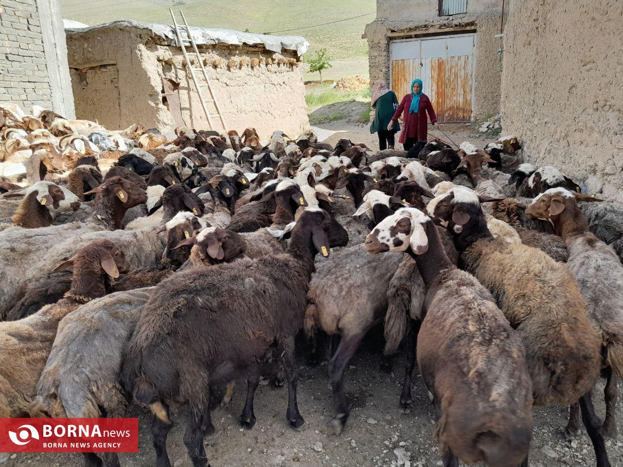 سرپرست اداره دامپزشکی نهاوند خبرداد: برگزاری اردوی جهادی دامپزشکی مزین به نام «شهید جمهور رئیسی»