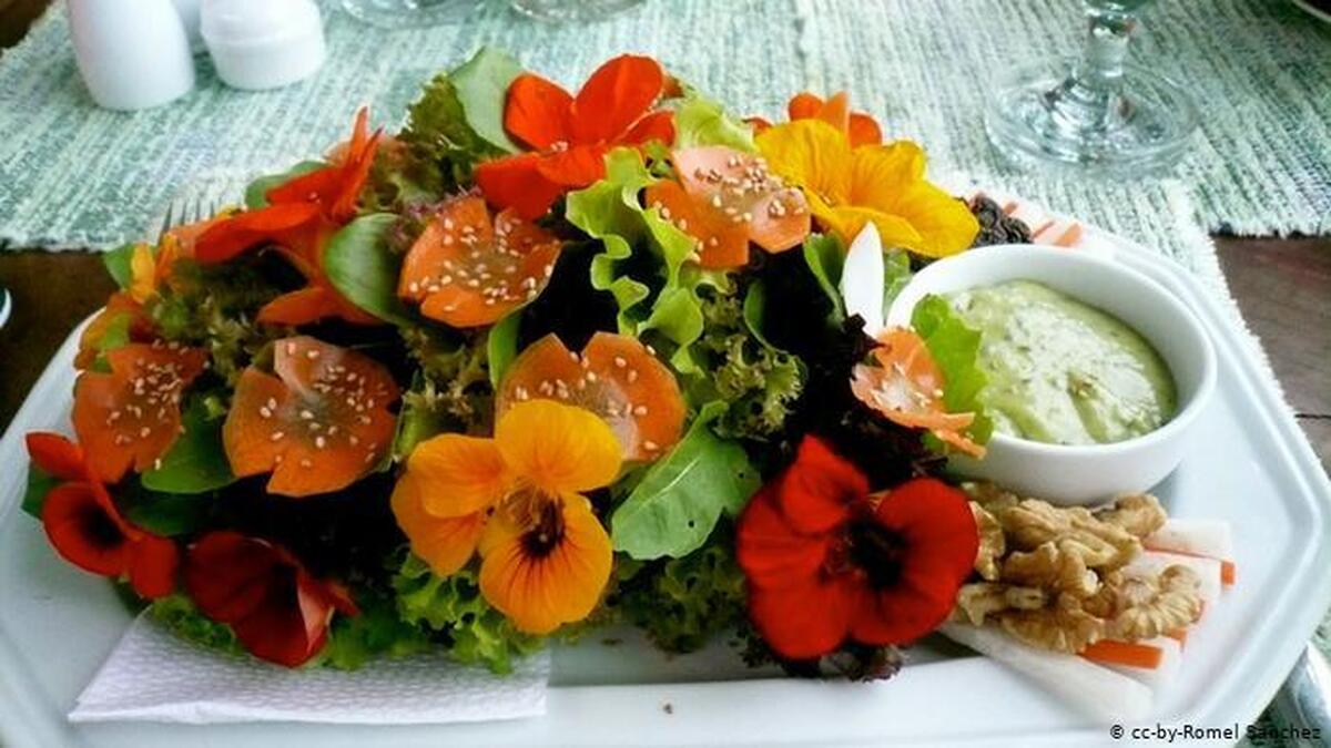 گل های خوراکی و مفید برای بدن را بشناسید