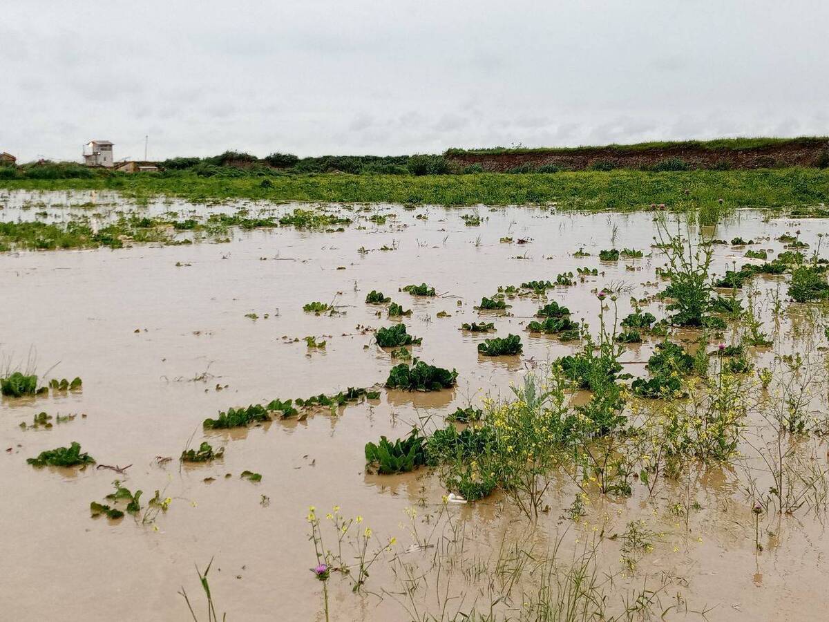 سیلاب ۳۴۵ میلیارد ریال به بخش کشاورزی استان قزوین خسارت وارد کرد