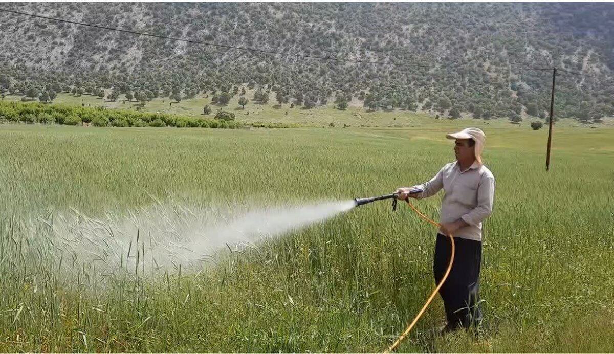 آغاز مبارزه شیمیایی با بیماری زنگ زرد گندم در بویراحمد