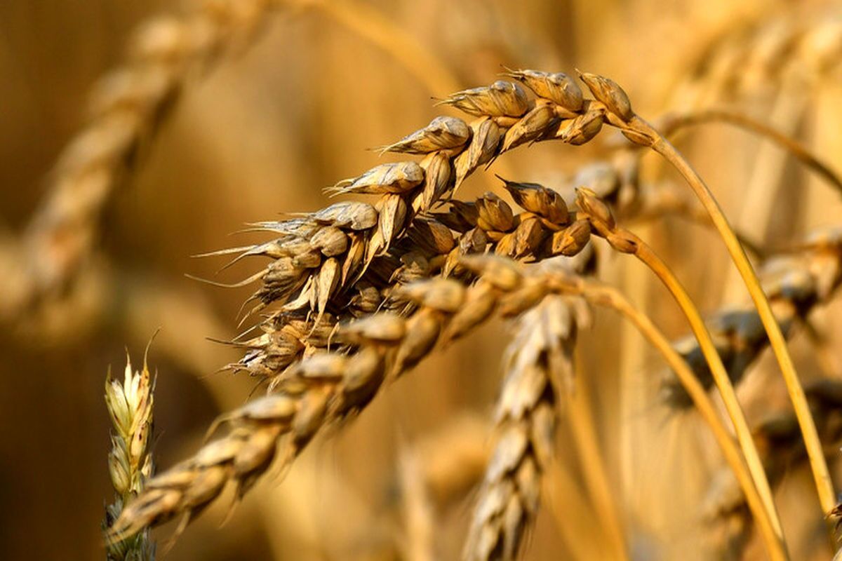 افزایش تولید گندم با راهبرد حداکثر سازی تولید 