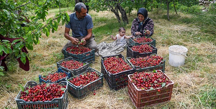 برداشت آلبالو از سطح ۸۷۰ هکتار باغ استان قزوین آغاز شد