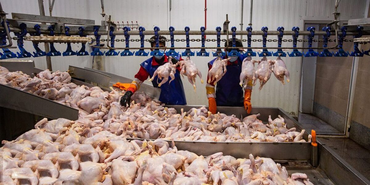 خرید بیش از ۳۵ هزار تن گوشت مرغ تولید داخل