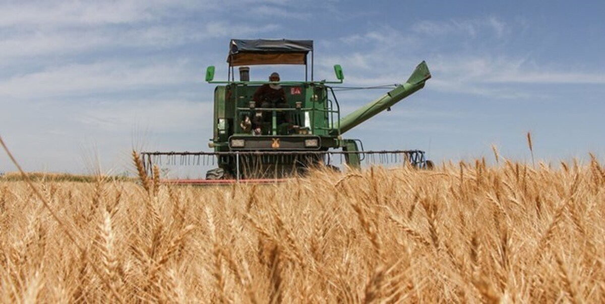 خرید ۳۲ هزار تن گندم از کشاورزان  شهرستان البرز