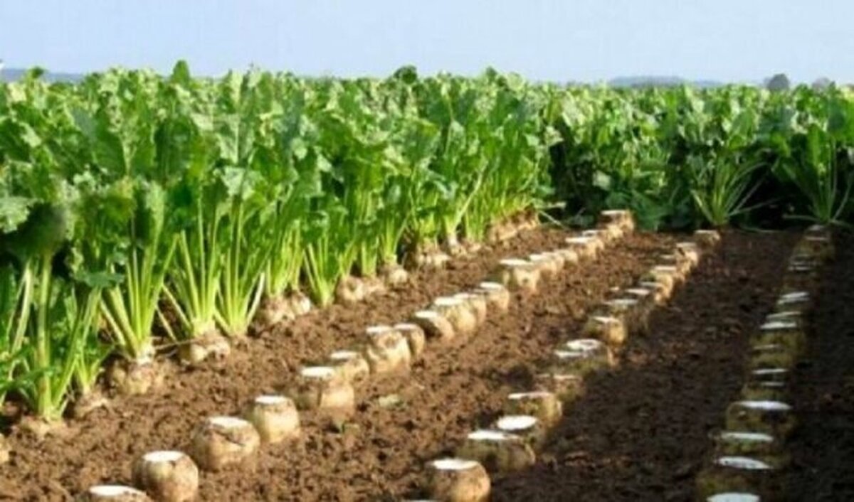 230 میلیارد تومان تسهیلات به شرکتهای تولیدکننده بذر استان قزوین پرداخت می‌شود