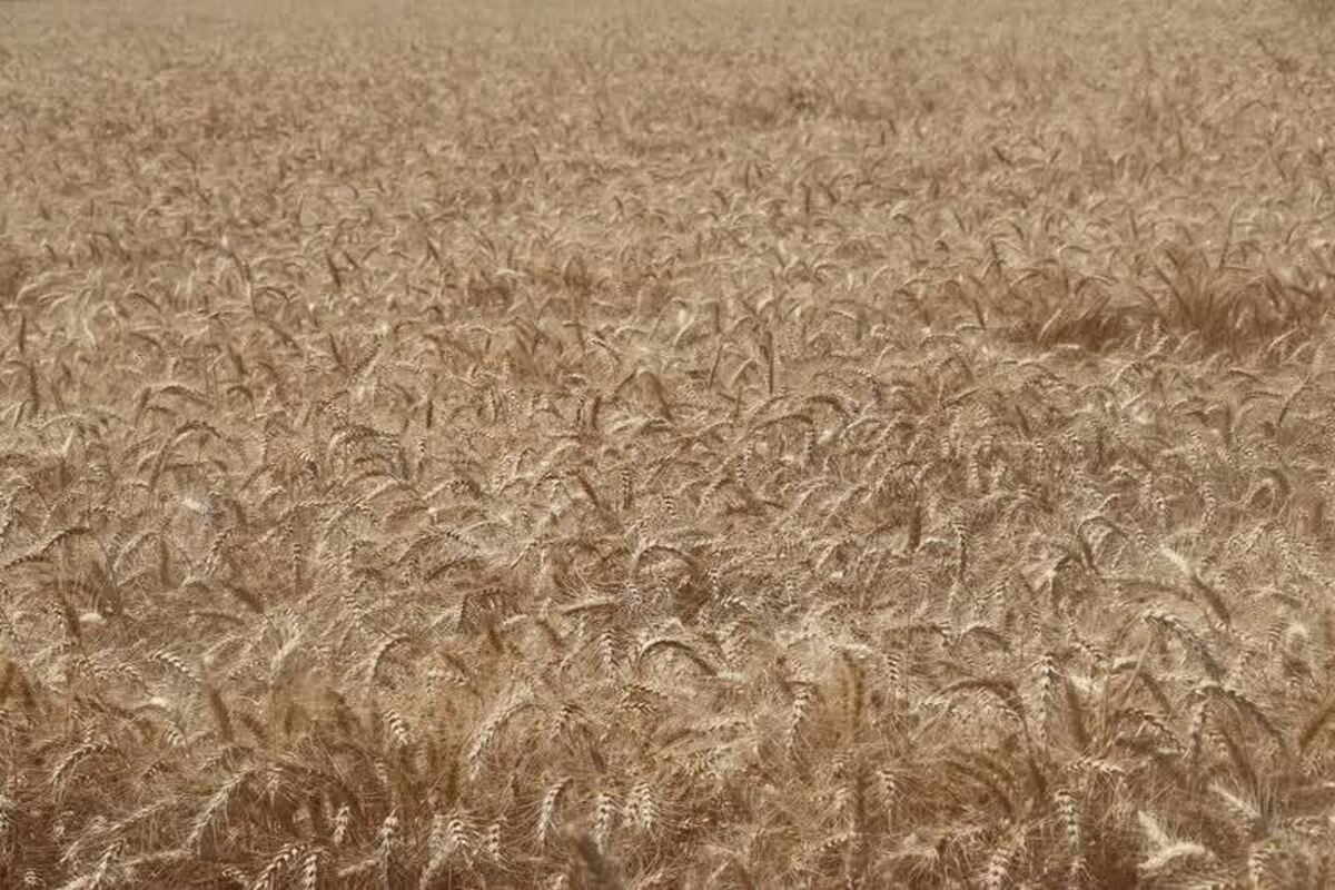 خرید ۵۲ هزارتن گندم از کشاورزان  شهرستان آبیک 