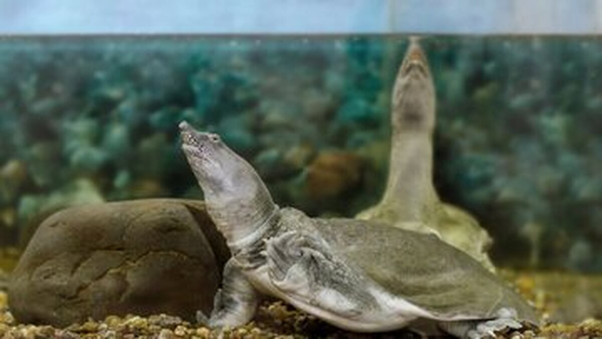 این لاک‌پشت‌ها از راه دهان ادرار می‌کنند+عکس