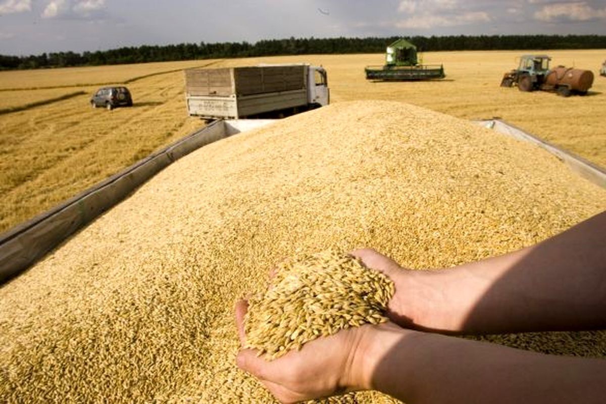 ۹۰ هزار تن گندم از کشاورزان استان همدان خریداری شده است