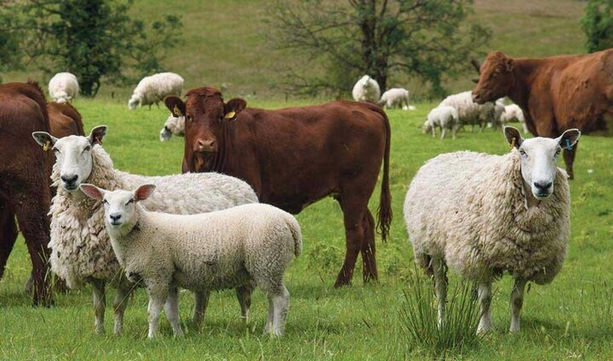 قیمت هر کیلوگرم گوسفند زنده ۳۳۰ و گوساله ۱۹۵ هزار تومان اعلام شد